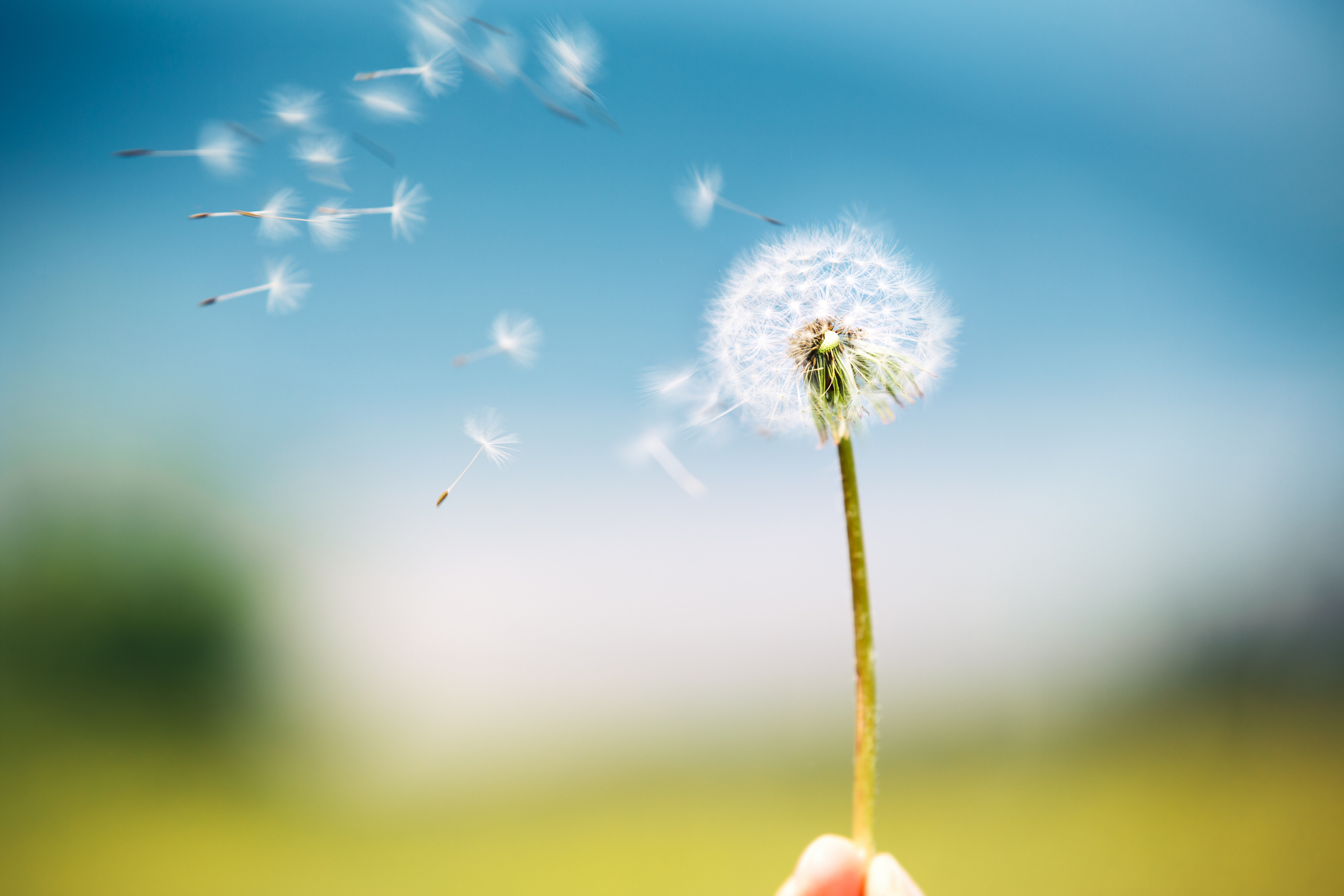 Wind Blowing Dandelion